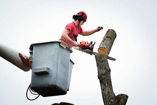 Reliable Omaha, TX Tree Removal Services Solutions